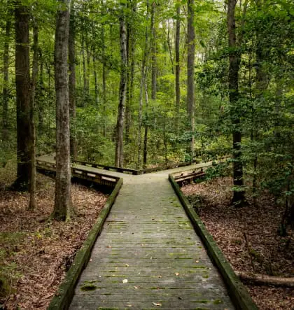 a wooden boardwalk in a forest with paths ahead diverging in two directions