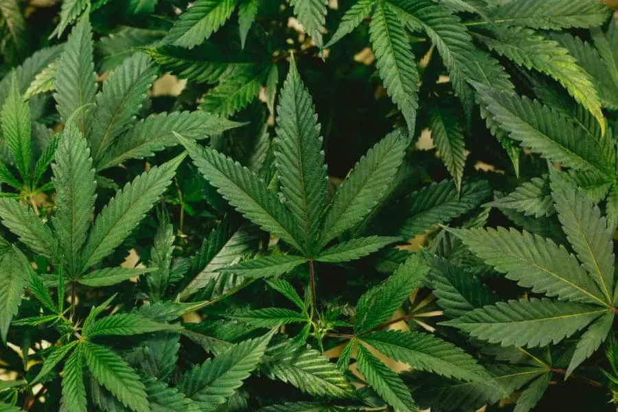 RESEARCH WEEKLY: Marijuana and schizophrenia